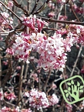 Viburnum x bodnantense´Dawn´