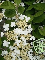 Viburnum plicatum´Mariesii´