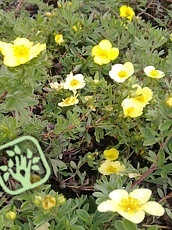 Potentilla fruticosa ´Goldteppich´