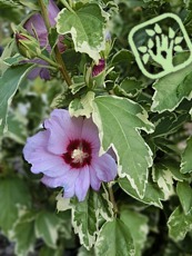 Hibiscus syriacus´Meehanii´