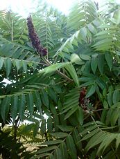 Rhus typhina