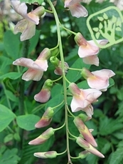 Laburnocytisus Adamii