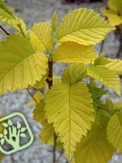 Ulmus pumila´Beijing Gold´