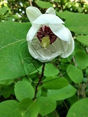Magnolia Sieboldii