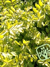 Ligustrum ovalifolium´Lemon and Lime´