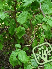 Corylus avellana´Contorta´