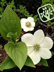 Cornus nuttalii