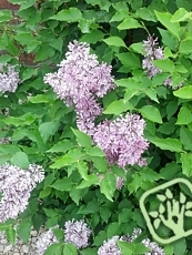 Syringa patula ´Miss Kim´