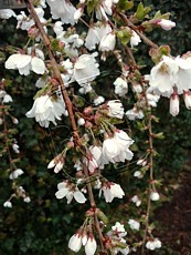 Prunus incisa ´Frilly Frock´