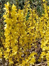 Forsythia x intermedia´Sugar Baby´