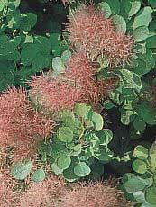 Cotinus coggygria