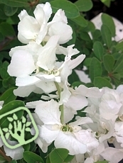 Exochorda x macrantha´Niagara´