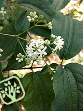 Heptacodium miconioides