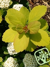 Spiraea betulifolia ´Tor Gold´