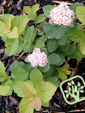 Spiraea densiflora