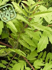 Rhus typhina ´Golden Selection´