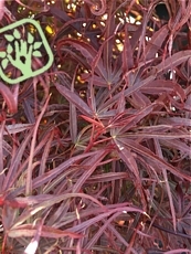 Acer palmatum ‘Hubb´s Red Willow’ 