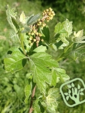 Rhus aromatica