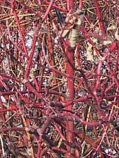 Cornus alba ´Sibirica´  