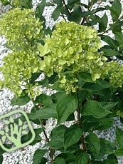 Hydrangea paniculata ´Little Lime´