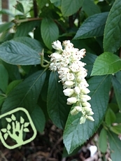 Clethra alnifolia