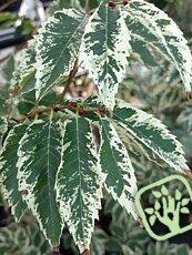 Zelkova serrata ´Variegata´