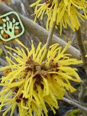 Hamamelis intermedia´Pallida´