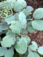 Fothergilla major´Blue Shadow