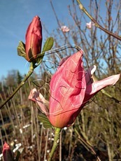 Magnolia ´Daybreak´