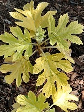 Hydrangea quercifolia ´Little Honey´