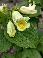 Weigela middendorffiana