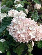 Viburnum plicatum ‘Pink Sensation’