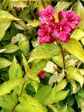 Weigela florida´Olympiade´