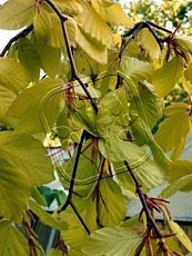 Fagus sylvatica ‘Aurea Pendula´ 