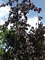 Fagus sylvatica ‘Black Swan´ 