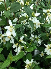 Philadelphus ´Belle Etoile´