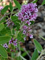 Buddleja alternifolia´Unique´