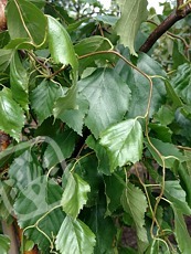 Betula pendula ´Spider Alley´