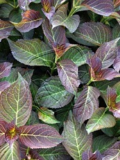 Hydrangea macrophylla ´Miss Saori´