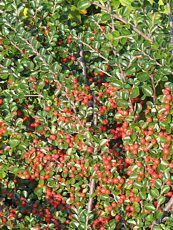 Cotoneaster horizontalis