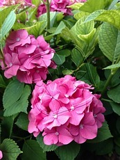 Hydrangea macrophylla ´Red Baron´