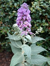 Buddleja davidii ´Blue Chip´