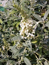 Buddleja davidii ´White Chip´ 