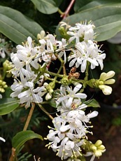 Heptacodium miconioides´Tianshan´