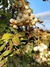 Sorbus cashmiriana