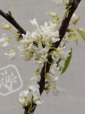 Cercis canadensis´Vanilla Twist´