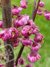 Cercis canadensis´Pink Pom Pom´