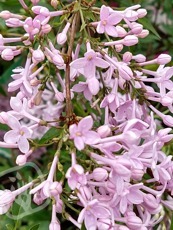 Syringa persica