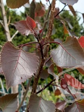 Populus deltoides 'Purple Tower'