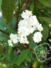 Spiraea cantoniensis´Lanceata´